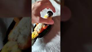 caiques caiqueparrot parrot loro birds animals loroyacodarko [upl. by Ahsilem]