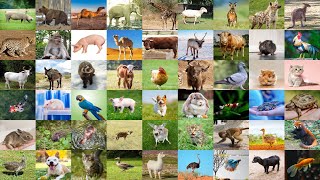 English Vocabulary Learn the Names of Baby Animals [upl. by Illene533]