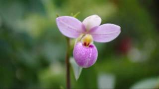 Phragmipedium schlimii in bloom video in HD [upl. by Svoboda389]