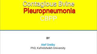 Contagious Bovine Pleuropneumonia [upl. by Luhem]