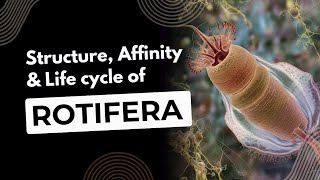 Structure  Affinities and Life cycle of Rotifera  MSC Zoology  Sem  1 [upl. by Conal]