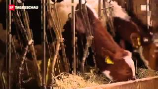 Weniger Kraftfutter 25042012mp4 [upl. by Soloman]