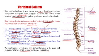 Anatomy amp Physiology 59 Vertebral Column  Introduction of Vertebral Column  Vertebral Column [upl. by Anelra74]