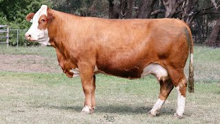 Lot 6 ZMJPP030 VC Simmentals Online Herd Reduction Sale 2024 [upl. by Nahsed]