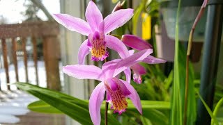 又到白芨兰开花的时候了 Bletilla Striata [upl. by Adnwahs68]