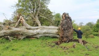 Uprooted tree reveals 1000yearold skeleton [upl. by Phylis]