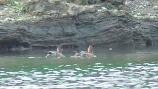 Q0214 Oita River Wigeon couple [upl. by Cinimod]