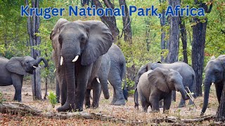 Discover Kruger National Park Africas Ultimate Wildlife Safari Destination [upl. by Llenahs]