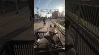 My dog and the bikes dog frenchbulldog funny dog pets bike [upl. by Sheaff]