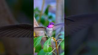 🩷 Costas hummingbird 🩷 [upl. by Peltier]