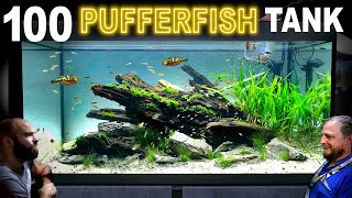 Building 100 Pufferfish Aquarium EPIC 330L Aquascape Tutorial [upl. by Suilmann683]