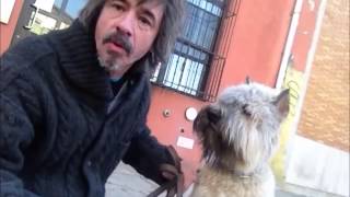 How to stop Puppy from nipping and biting Peter Caine dog and puppy training [upl. by Threlkeld375]