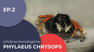 Philaeus chrysops  Pillole entomologiche  2  sottotitolato [upl. by Alyad]