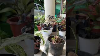 Dieffenbachia plants  after 2 weeks results [upl. by Darnell469]