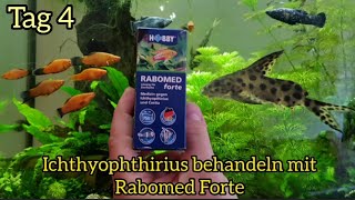 Ichthyophthirius mit Rabomed Forte behandeln Tag 4 LoveNature Weißpünktchenkrankheit [upl. by Edualc]