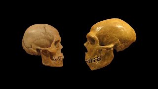 Neanderthals vs Homo Sapiens Who Was Better [upl. by Bertold]