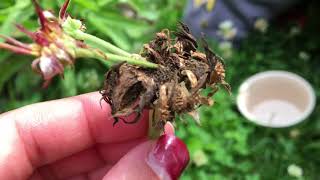 HOW TO HARVEST AND COLLECT YOUR OWN CALENDULA SEEDS THE LITTLE GARDENER [upl. by Savannah]