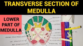 Transverse Section of Medulla  1  TS of Lower Part of Medulla at Pyramidal Decussation [upl. by Ellenid770]