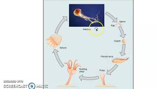 Cnidarians and Their LIfe Cycle [upl. by Larue]