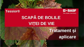 Bolile Vitei de Vie Tratamente Tessior® pentru Lemn  7 ATUURI [upl. by Amelie]