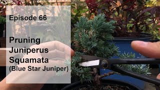 Episode 66 Pruning Juniperus Squamata  Blue Star Juniper [upl. by Yrallih]