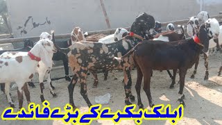 Ablak makhi cheni bakray qurbani 2025 [upl. by Mellar932]