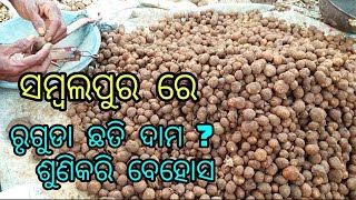 Mushroom price are very high in Sambalpur sambalpur sambalpurivlog odiavlog [upl. by Fusuy]