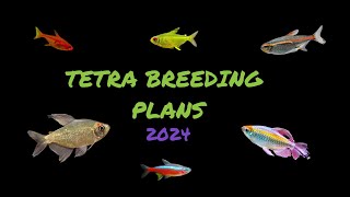 Breeding Tetras stage one [upl. by Nreval]