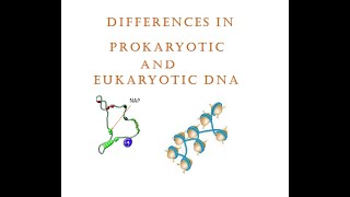 Differences in Prokaryotic and Eukaryotic DNA [upl. by Leoj]