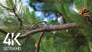 Bird Songs  8 HOURS of Birds Singing in the Forest  Nature Relaxation Video in 4K Ultra HD [upl. by Wiese356]