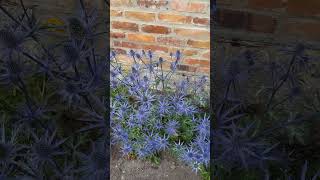 Flachblättrige Mannstreu Distel Art  Eryngium planum  blau blühende Doldenblütler Pflanze shorts [upl. by Had905]