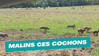 notre quotidien déleveurs 3123  malins ces cochons 🐖 [upl. by Inatsed]