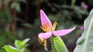 Olivebacked Sunbird harvesting nectar  tongue [upl. by Haas489]