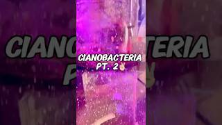 Eliminando Cianobacteria parte 2 revelando secretos de acuariofilia 🪸🐠pecera arrecife acuario [upl. by Isak]