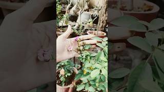 Rose plant care and tips🪴plants garden flowers shorts subscribe mybeautifulgarden [upl. by Macdougall]