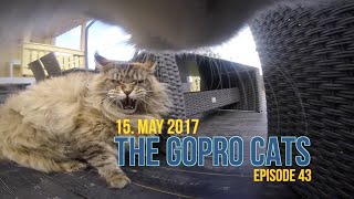 Cat with GoPro  Arguing with a Maine coon over territory  Ep 43 [upl. by Nytsud]