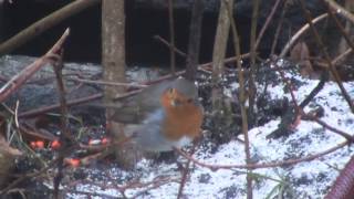 Rødstrupe på foringsplassen Robin at the feeding place [upl. by Ardnoik]