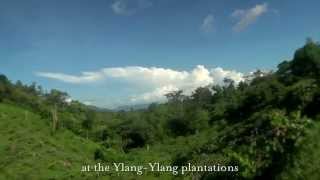 From Seed to Scent The story of Ylang in Madagascar [upl. by Nnairret741]