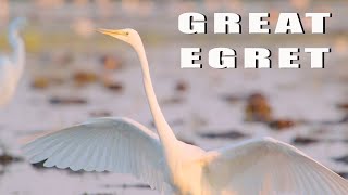 Great Egret bird with a huge wound [upl. by Oiramel]