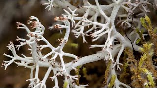 Introduction to Lichen and Bryophytes mosses liverworts and hornworts of Western Washington [upl. by Delamare]