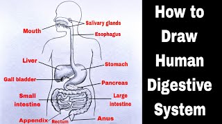 Human Digestive System Drawing  How to Draw Human Digestive System Diagram  मानव पाचन तंत्र चित्र [upl. by Lucretia]