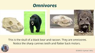 Science year 3 DLP Dentition of Animals [upl. by Artcele]