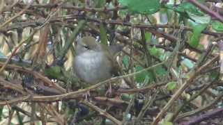 Cettis Warblers calling [upl. by Atined]