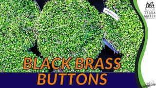 BLACK BRASS BUTTONS Care Guide and Tips for Leptinella squalida 🌿⚫️ [upl. by Kirstyn]