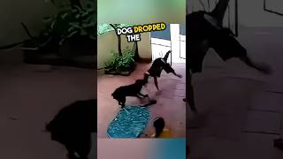 Dog saves a girl in the smartest way ever ❤️ [upl. by Lakym]