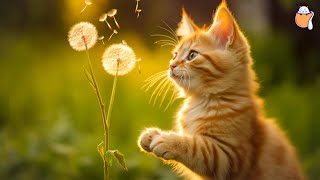 247 Healing Cat Music  Relaxing Piano Music for Cats with purring sounds  Sleepy Cat [upl. by Mada]