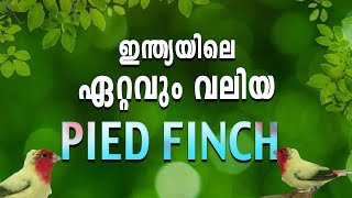 ഇവിടെ നമ്മടെ കൈയിൽ ഉണ്ട്ട്ടോ 🔥 verity parrot finchs youtube parrotfinch piedparrots [upl. by Toinette547]