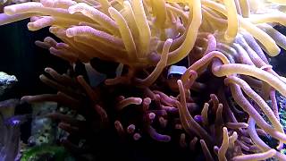 Amphiprion ocellaris filmed in slowmotion [upl. by Blatt905]