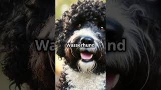 Hunde die kaum haaren Top 5 hund dog doglover hunde puppy haustiere dogshorts [upl. by Denoting254]