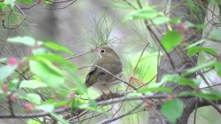 Ovenbird on a perch chipping [upl. by Melli112]